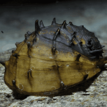 Spiny/Fruit Nerite Snail (Neritina juttingae)