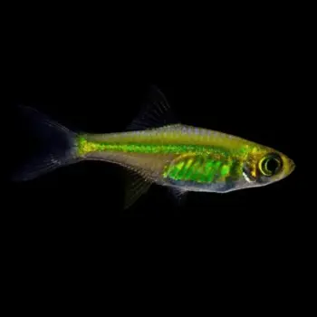 Kubotai Rasbora (Microdevario kubotai)