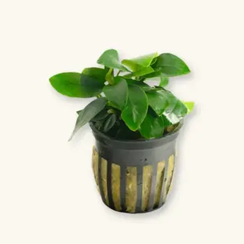 Anubias barteri