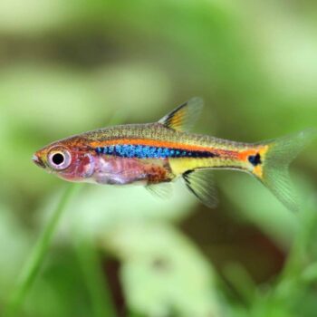 Least Rasbora (Boraras urophthalmoides)