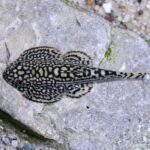 Prachtflossensauger-Sewellia-lineolata-02 (1)