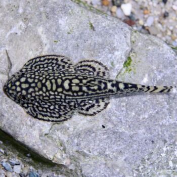 Sewellia lineolata (Hillstream Loach) Bred in SA