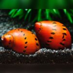 Red-Spotted / Yellow–Spotted Nerite (Vittina natalensis / Neritina spp.)