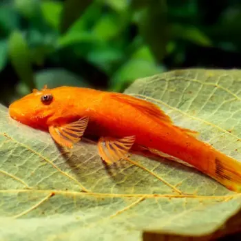 Super Red Shortfin Bristlenose Pleco (Ancistrus sp.)
