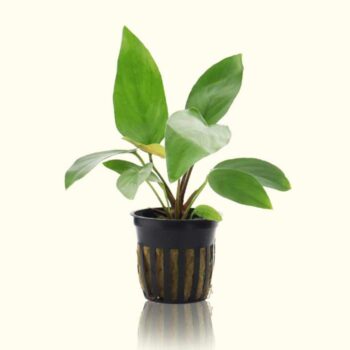 Anubias hastifolia