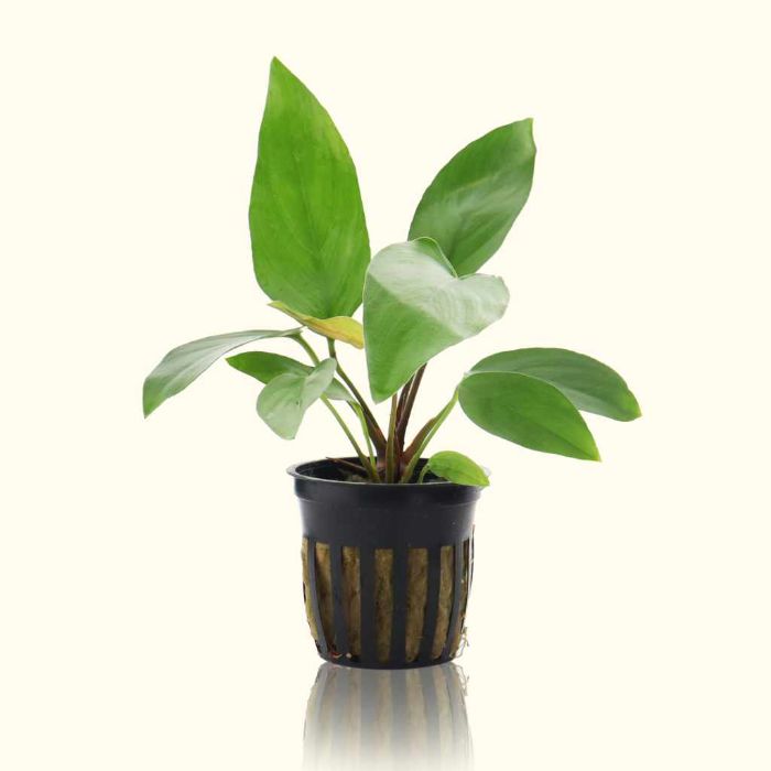 anubias-hastifolia-810055291663-35055077392453 (1)