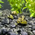 aquaticmotiv-snail-3-snails-3-sun-horned-nerite-snails-clithon-donovani-30869786755107 (1)