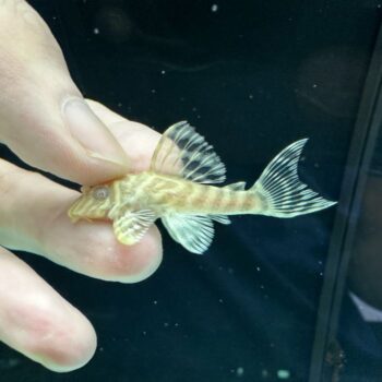 Albino King Tiger Pleco (L333) – 3cm