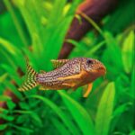 corydoras-sterbai__32278 (1)