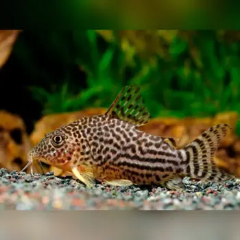 Sterbai Corydoras (Corydoras sterbai) Bred in SA